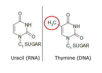 uracil-thymine.png#s-348,250