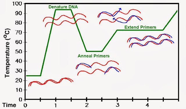 PCR_sketch_3.jpg#s-640,375