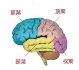 %25E5%259C%2596%25E8%25A1%25A8%25284%2529_%25E5%25A4%25A7%25E8%2585%25A6%25E7%259A%2584%25E5%259B%259B%25E5%2580%258B%25E8%2585%25A6%25E8%2591%2589+4-3.png#s-271,241