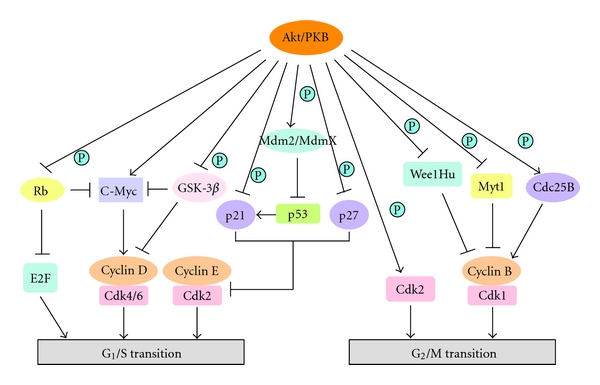 Role-of-Akt-in-normal-cell-cycle-progression-Activated-Akt-kinase-modulates-the-function.png