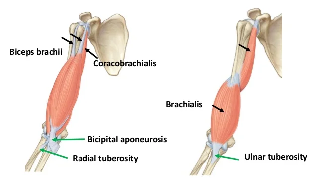 arm-and-cubital-fossa-9-638.jpg?cb=1508210579#s-638,359