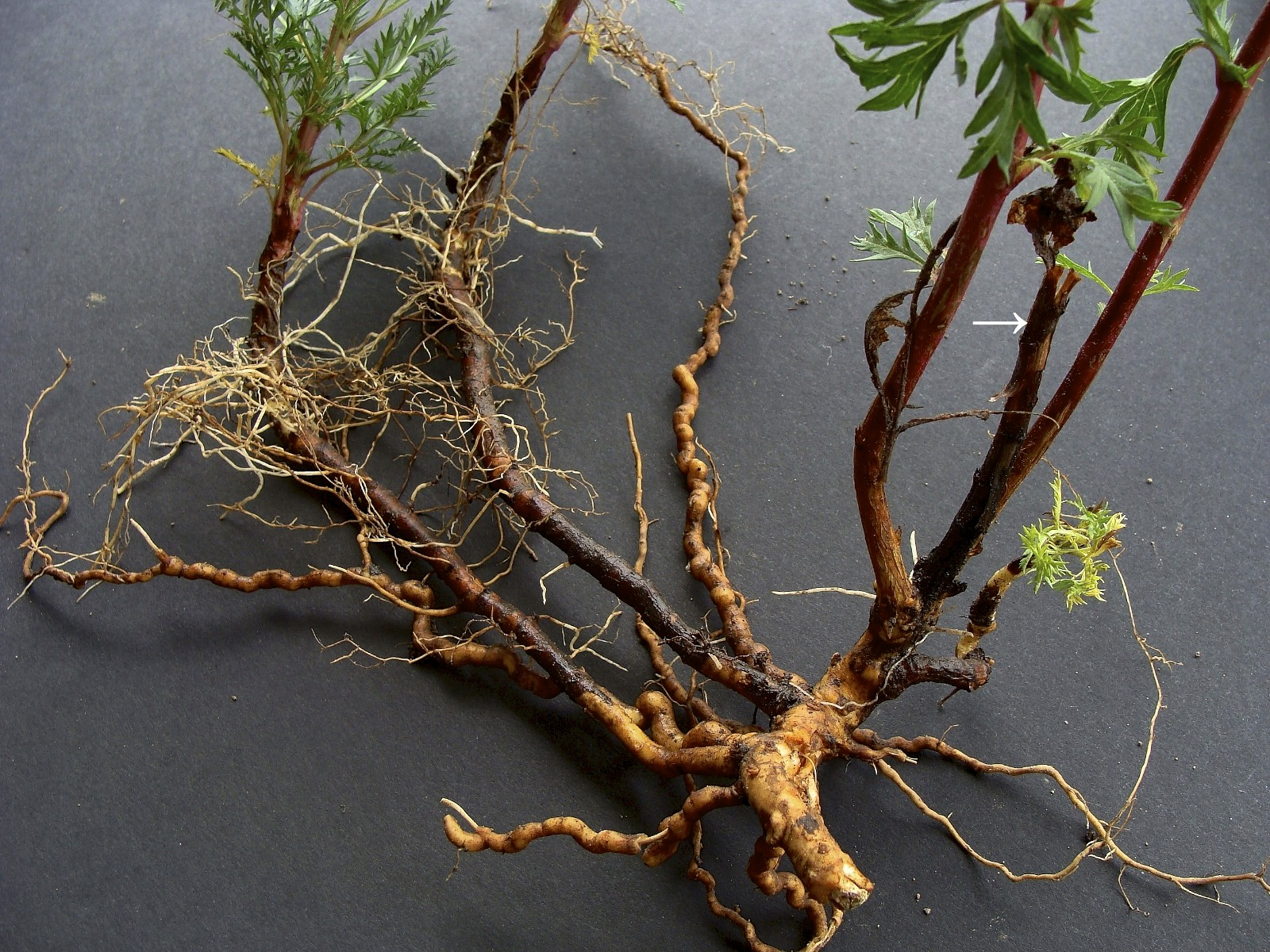 photo-1-april-18.jpg#s-1600,1200