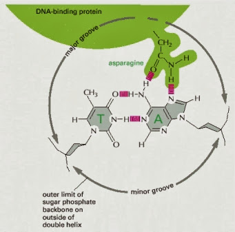 ch7f12.jpg#s-341,337