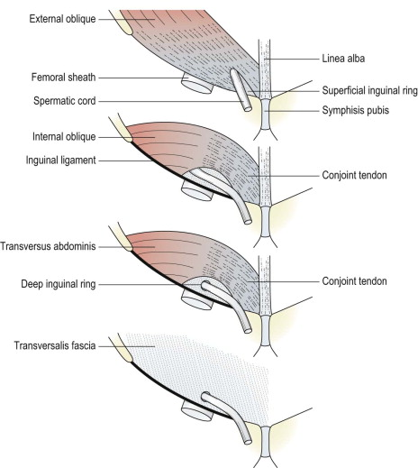 3-s2.0-B9780702034732000186-f014-014-9780702034732.jpg#s-464,519