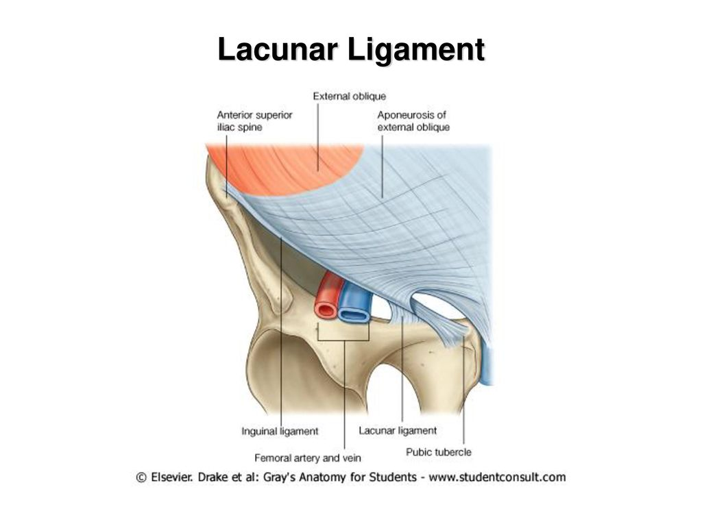 Lacunar+Ligament.jpg
