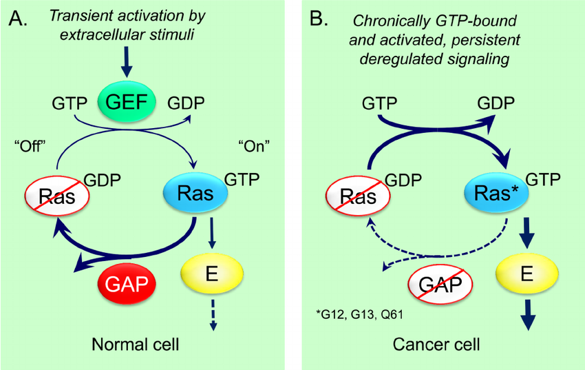 Regulation-of-the-Ras-GDP-GTP-cycle-in-normal-and-neoplastic-cells.png
