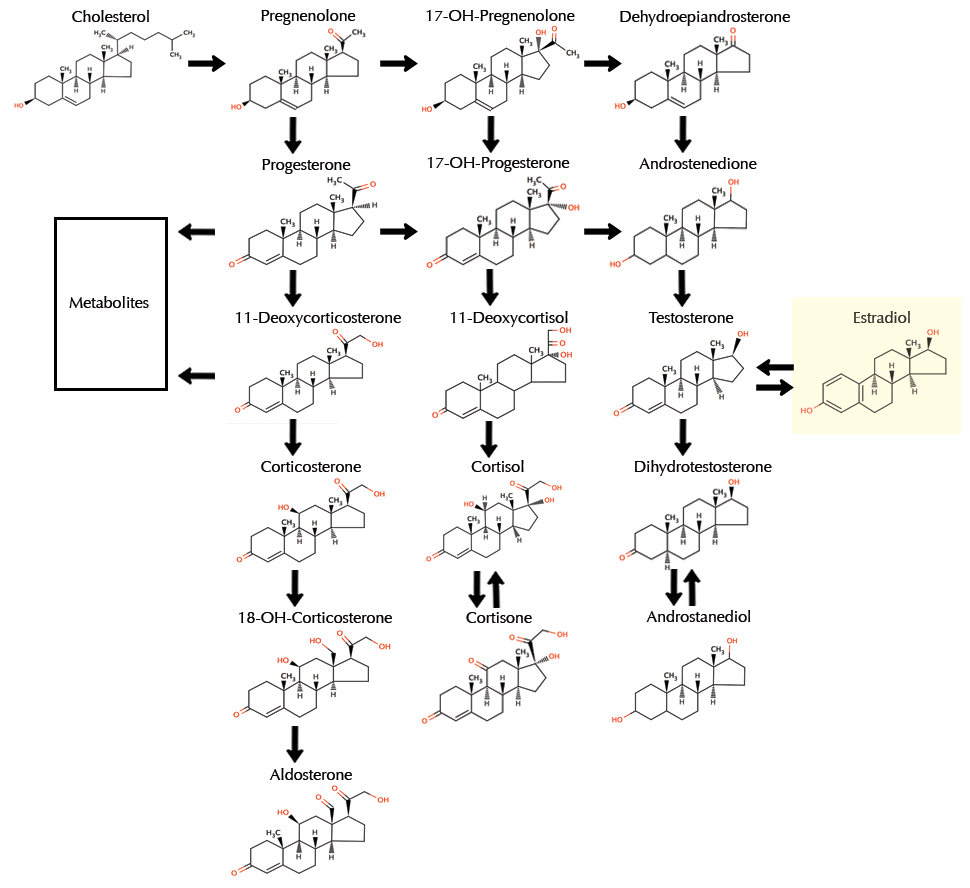 synthesis-estrogen-chart.gif#s-970,888