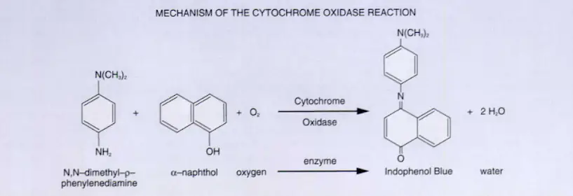 Mechanism-of-the-Cytochrome-Oxidase-Reaction.png?ssl=1#s-817,280
