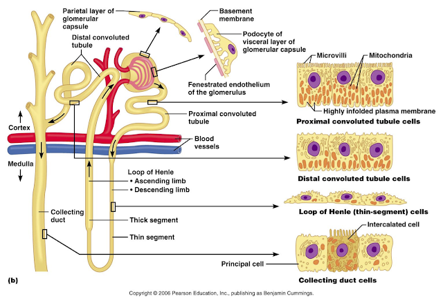 nephrons.png#s-640,439