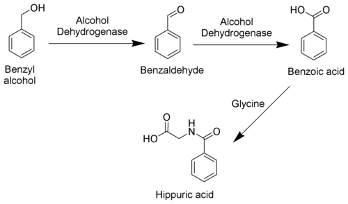 500px-Benzyl_Alcohol_Metabolism_Scheme.png#s-500,294