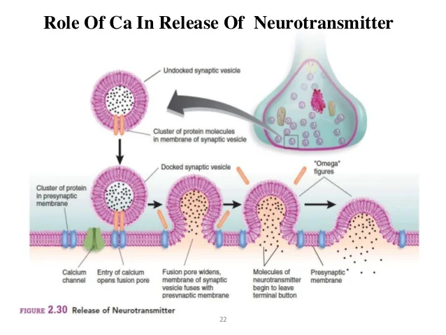 calcium-as-a-regulatory-and-signalling-ion-22-638.jpg?cb=1434730454#s-638,479