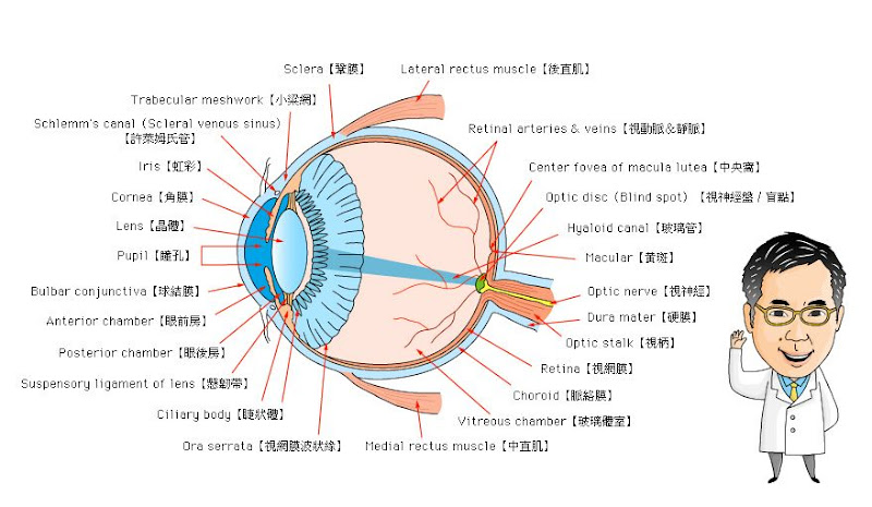 1%20%E7%9C%BC%E7%9D%9B%E7%B5%90%E6%A7%8B%E4%B8%AD%E8%8B%B1%E6%96%87%E5%B0%8D%E7%85%A7.jpg#s-800,465