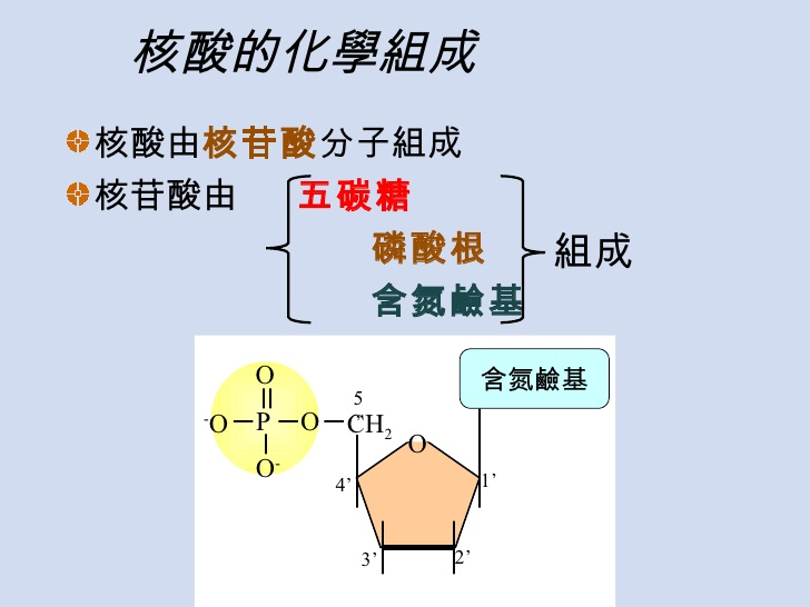 「DNA 五碳醣」的圖片搜尋結果