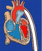 1344820056-1999690372_q.jpg#s-143,170