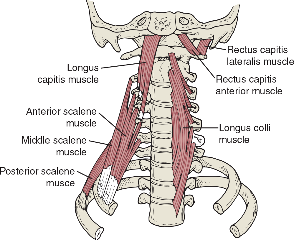 kisnerthera_ch14_f015.png#s-998,814