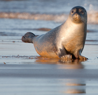 「seal」的圖片搜尋結果