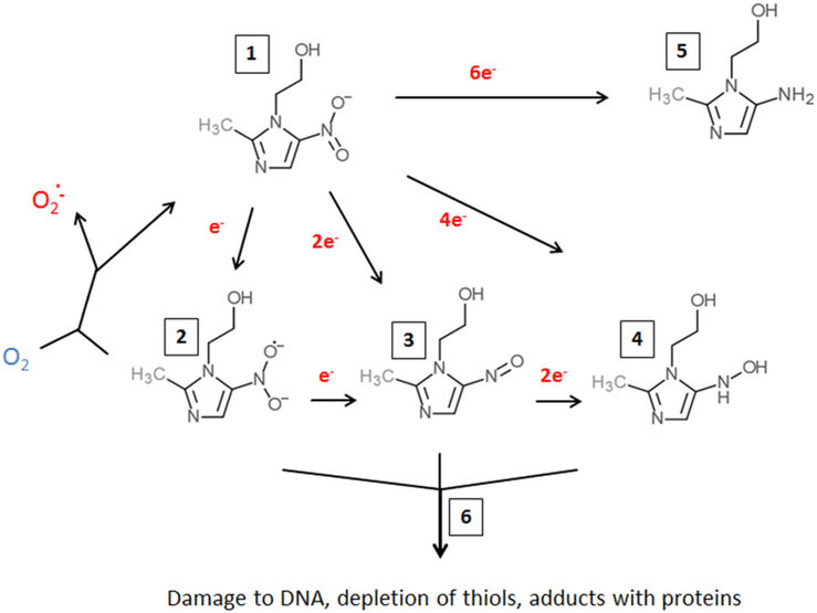 Metronidazole-reduction-and-toxicity-in-microaerophiles-and-anaerobes-Metronidazole.ppm