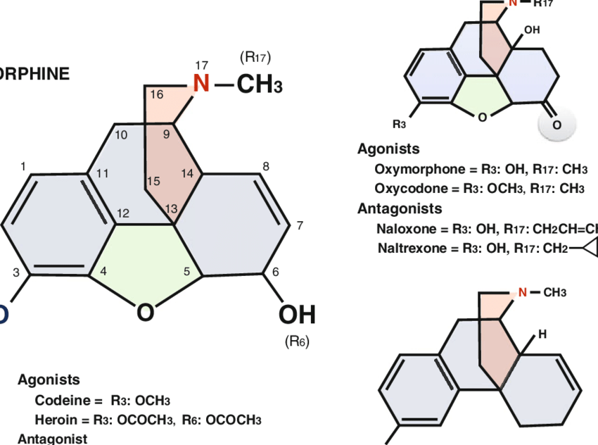 Chemical-structure-of-morphine-and-selected-morphine-like-drugs-The-phenanthrene.png