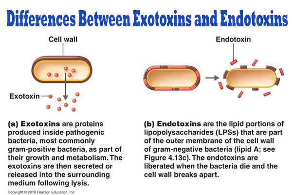 Differences-Between-Exotoxins-and-Endotoxins.jpg