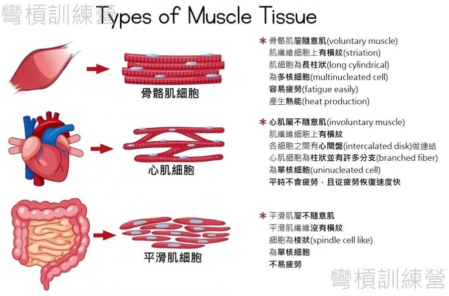 e59c96e4ba94e58d81e4ba8c-e8828ce88289e79a84e9a19ee59e8b_e9aaa8e9aabce8828ce38081e5bf83e8828ce38081e5b9b3e6bb91e8828c_e7bb93e69e9c_e7bb93e69e9c.jpg?w=900