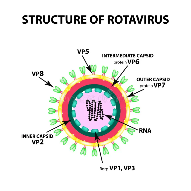 structure-rotavirus-infographics-vector-illustration-isolated-background-structure-rotavirus-infographics-vector-111182265.jpg
