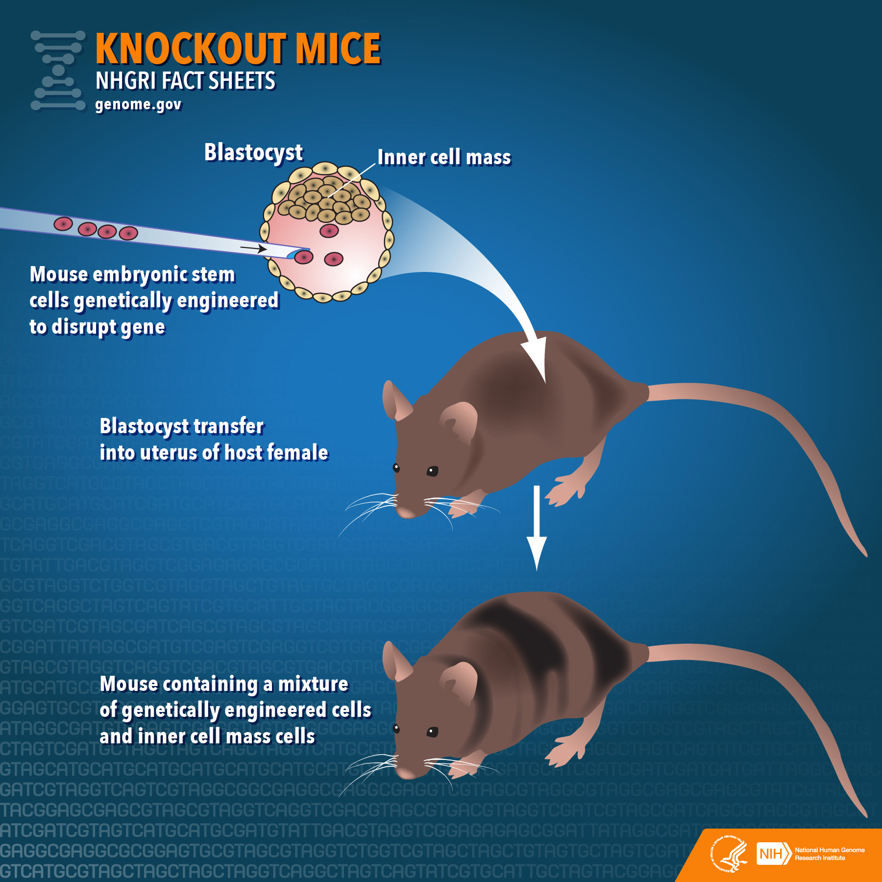 knockout_mice.jpg