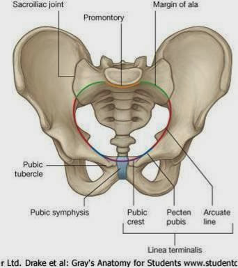 pelvic_inlet1314759013882.jpg