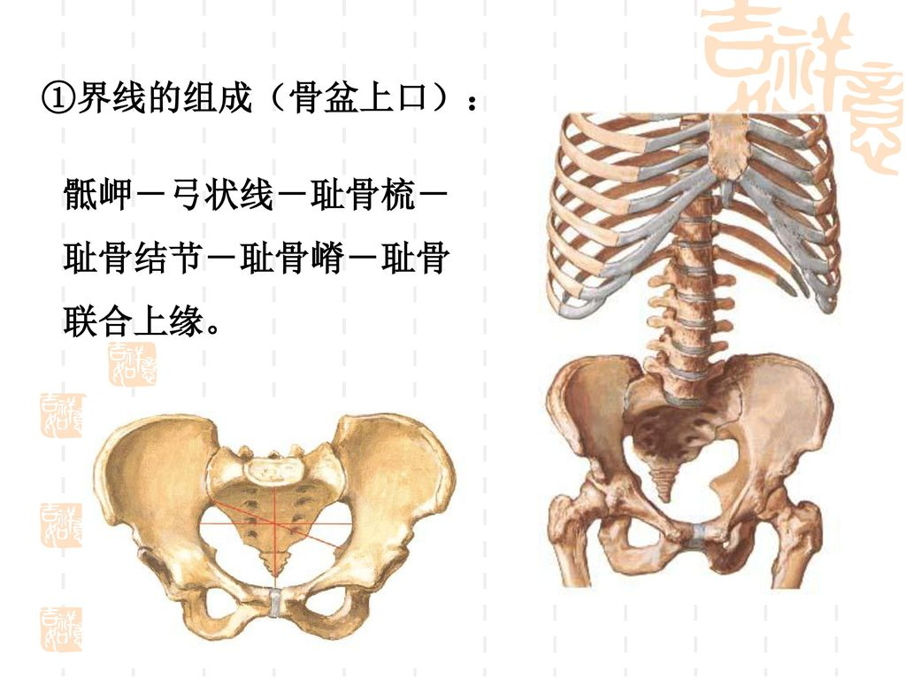 下肢骨及其连结解剖学教研室陈通. - ppt download