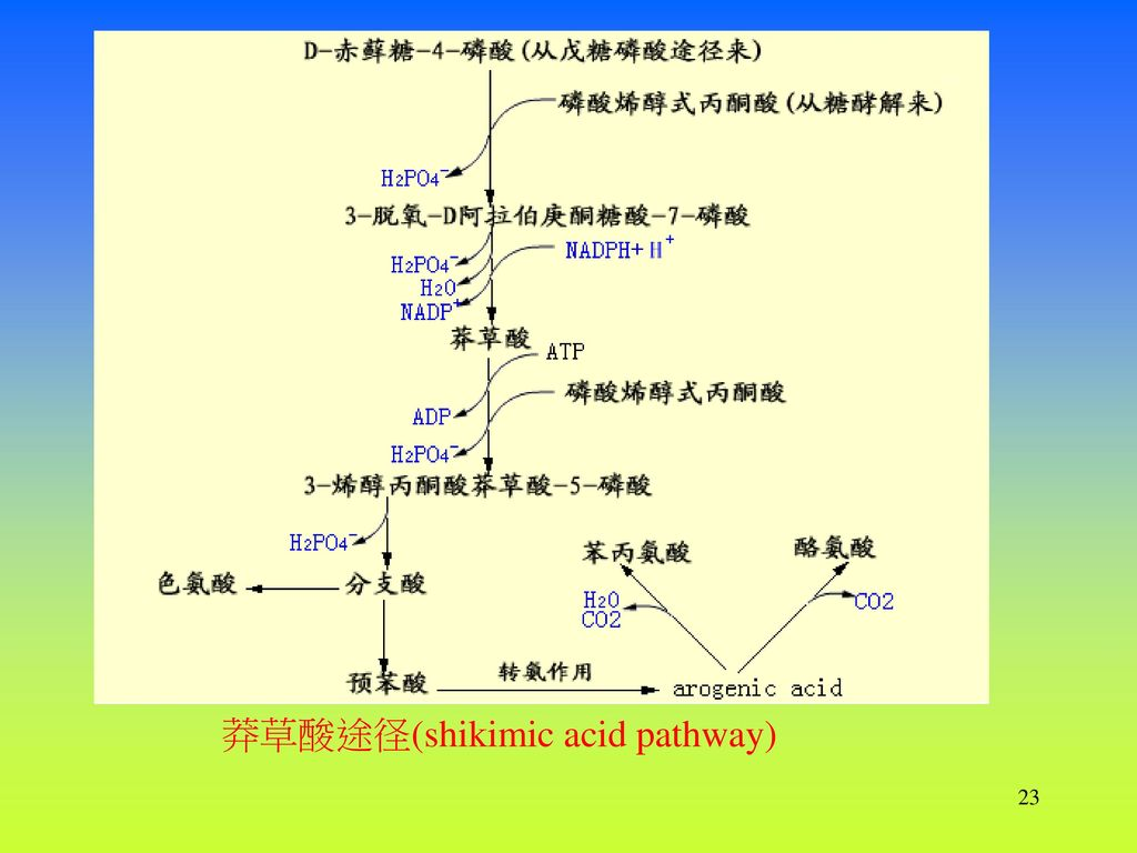 %E8%8E%BD%E8%8D%89%E9%85%B8%E9%80%94%E5%BE%84%28shikimic+acid+pathway%29.jpg