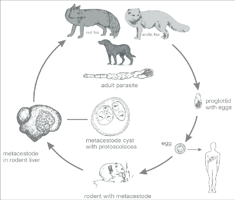 Lifecycle-of-Echinococcus-multilocularis.png