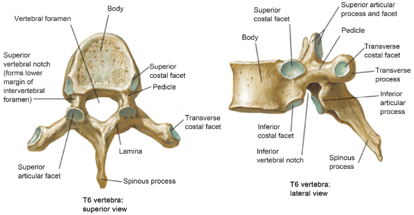 Illustration-of-thoracic-vertebrae-showing-vertebral-body-pedicles-facets-transverse.png