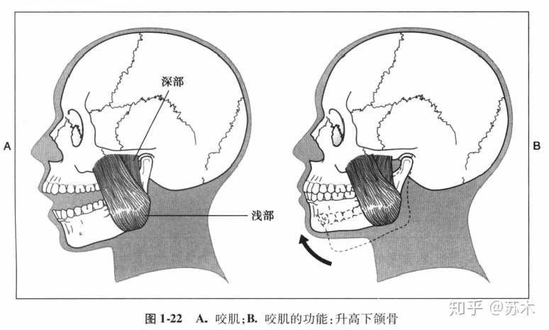v2-2f1e4ab8bfdf148ad90e4430263ce5d5_1440w.jpg