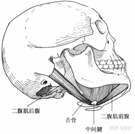 v2-9698415a1989c22cc6efe1568afb7cd1_1440w.jpg