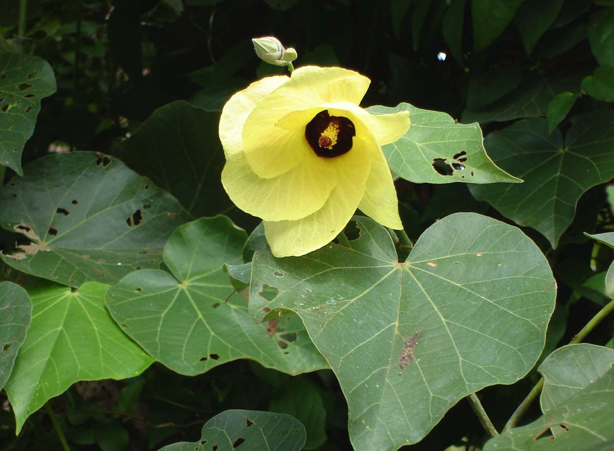 Hibiscus_tiliaceus.jpg