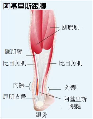 Fig1_tc.jpg?1471858498109