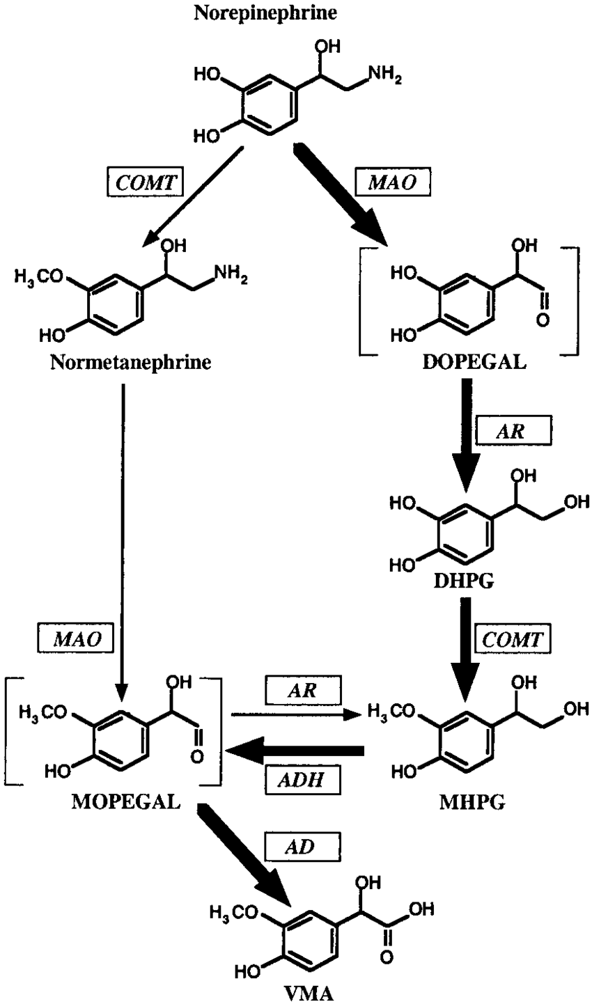 Pathways-of-metabolism-of-norepinephrine-to-VMA-Deamination-of-norepinephrine-to-DOPEGAL.png
