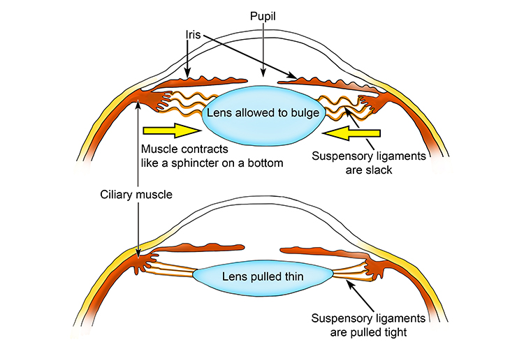 1.29.35%20Diagram%20showing%20a%20bulged%20and%20thin%20lens.jpg