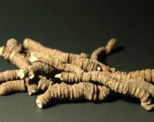 Ipeca_-_Cephaelis_ipecacuanha_Root_300x300.jpg?v=1547235063