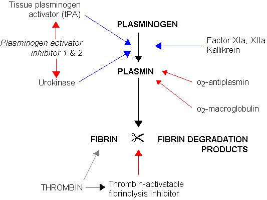 fibrinolysis.jpg