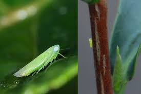 images?q=tbn%3AANd9GcQ6v6x3Vfv56iJXLmsa1p7B87FNNpAOzWzi6g&usqp=CAU