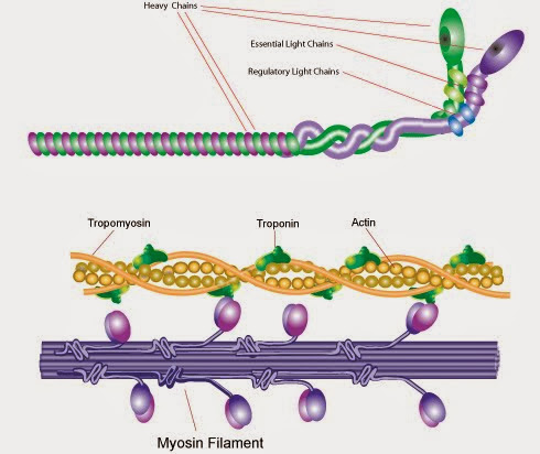 myosin.jpg