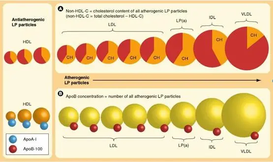 apo-b-and-apo-a100.jpg?w=584