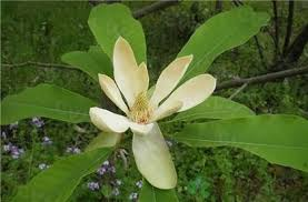 images?q=tbn:ANd9GcTcp36MTc43eXnUQhvAp80og2DmP19ZfKdblw&usqp=CAU