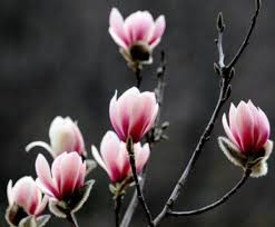 images?q=tbn:ANd9GcSeNUXc4umyd2ZtytKhdzF1IO2EGGE9E0KR8g&usqp=CAU