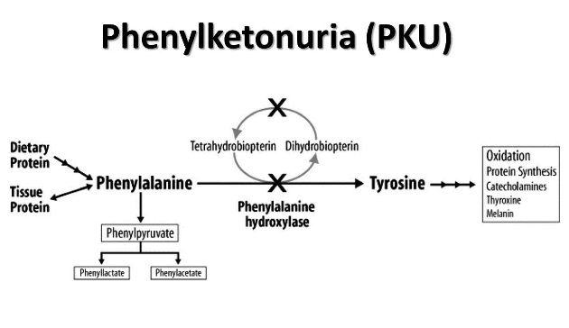 Phenylketonuria-2.jpg