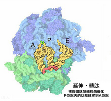 220px-Peptide_transfer_%28zh-hant%29.png
