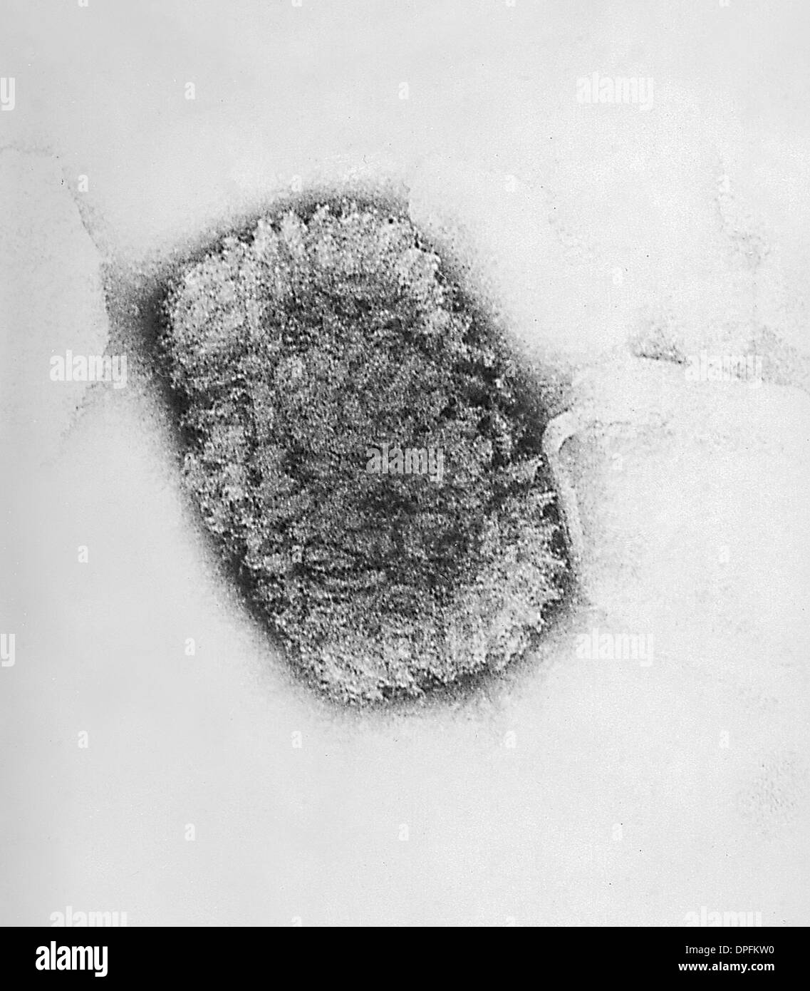 electron-micrograph-of-a-vaccinia-virus-DPFKW0.jpg