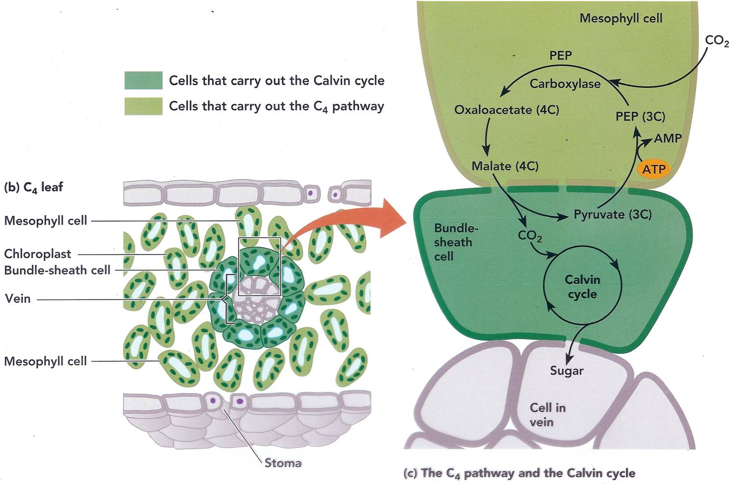 C4+PATHWAY1.jpg