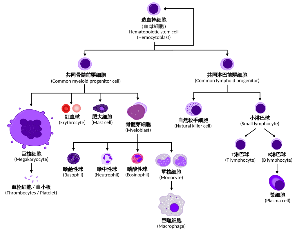 1024px-Hematopoiesis_simple-zh.svg.png