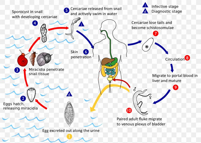 schistosoma-mansoni-schistosoma-haematobium-schistosoma-mekongi-schistosoma-japonicum-schistosomiasis-png-favpng-NhGmaa5qajdr6xsuC1xVSzdUV.jpg